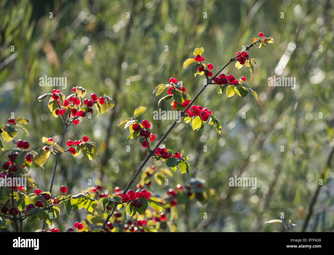 Fruits du chèvrefeuille (Lonicera xylosteum fly), réserve naturelle Isarauen, Haute-Bavière, Bavière, Allemagne Banque D'Images