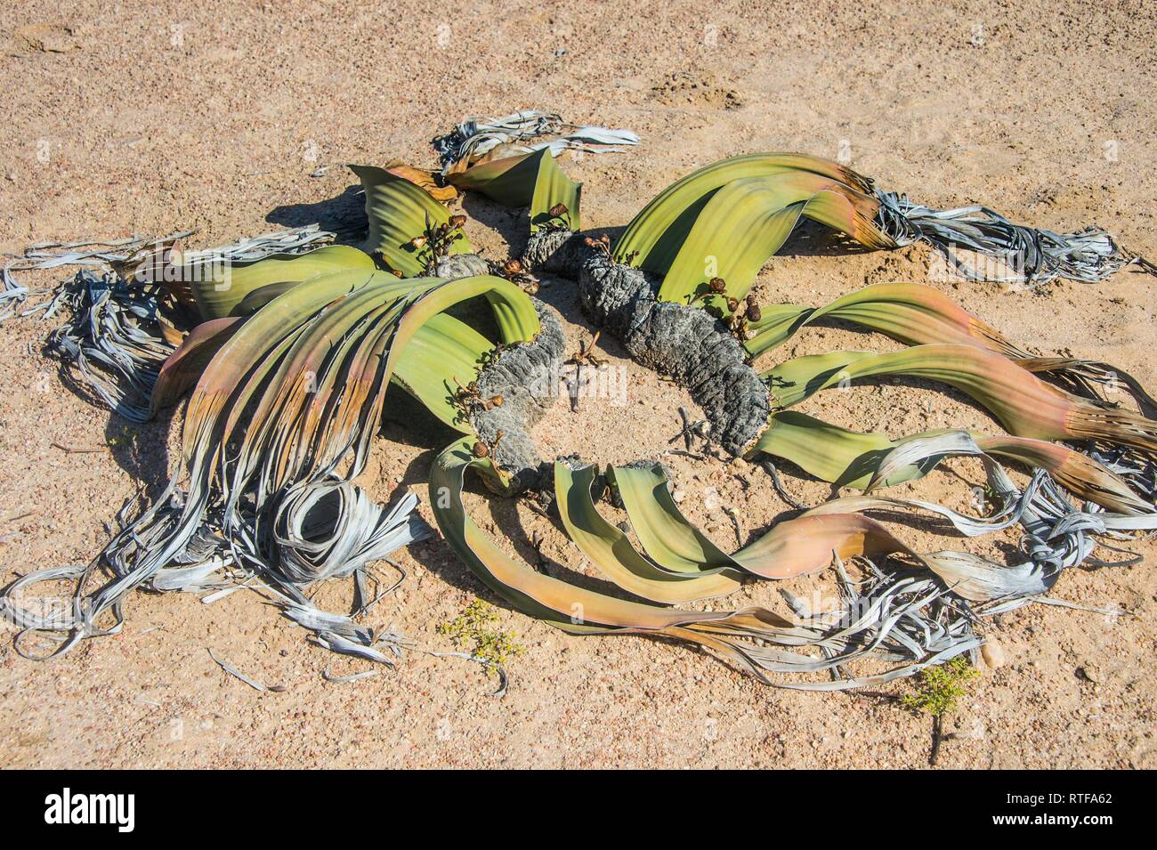 (Welwitschia mirabilis Welwitschia), Désert du Namib, Namibie Banque D'Images