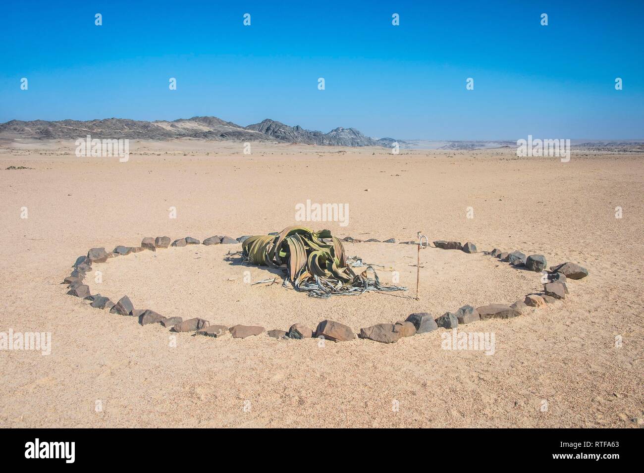 (Welwitschia mirabilis Welwitschia), Désert du Namib, Namibie Banque D'Images