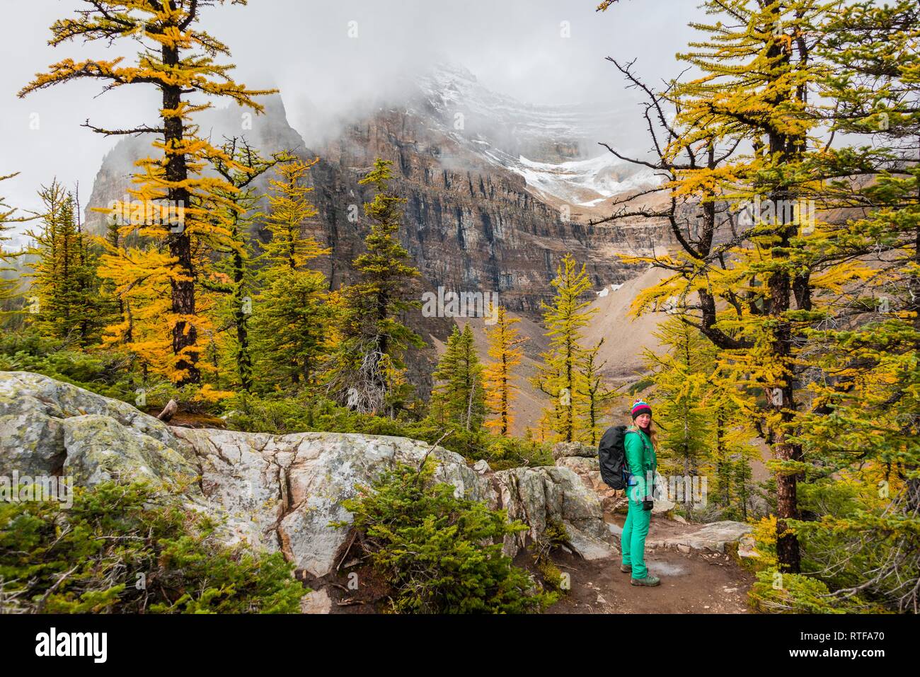 Randonneur au sommet de la ruche, l'automne, des mélèzes, des montagnes enneigées à l'arrière, de la plaine des Six Glaciers, près de Lake Louise Banque D'Images