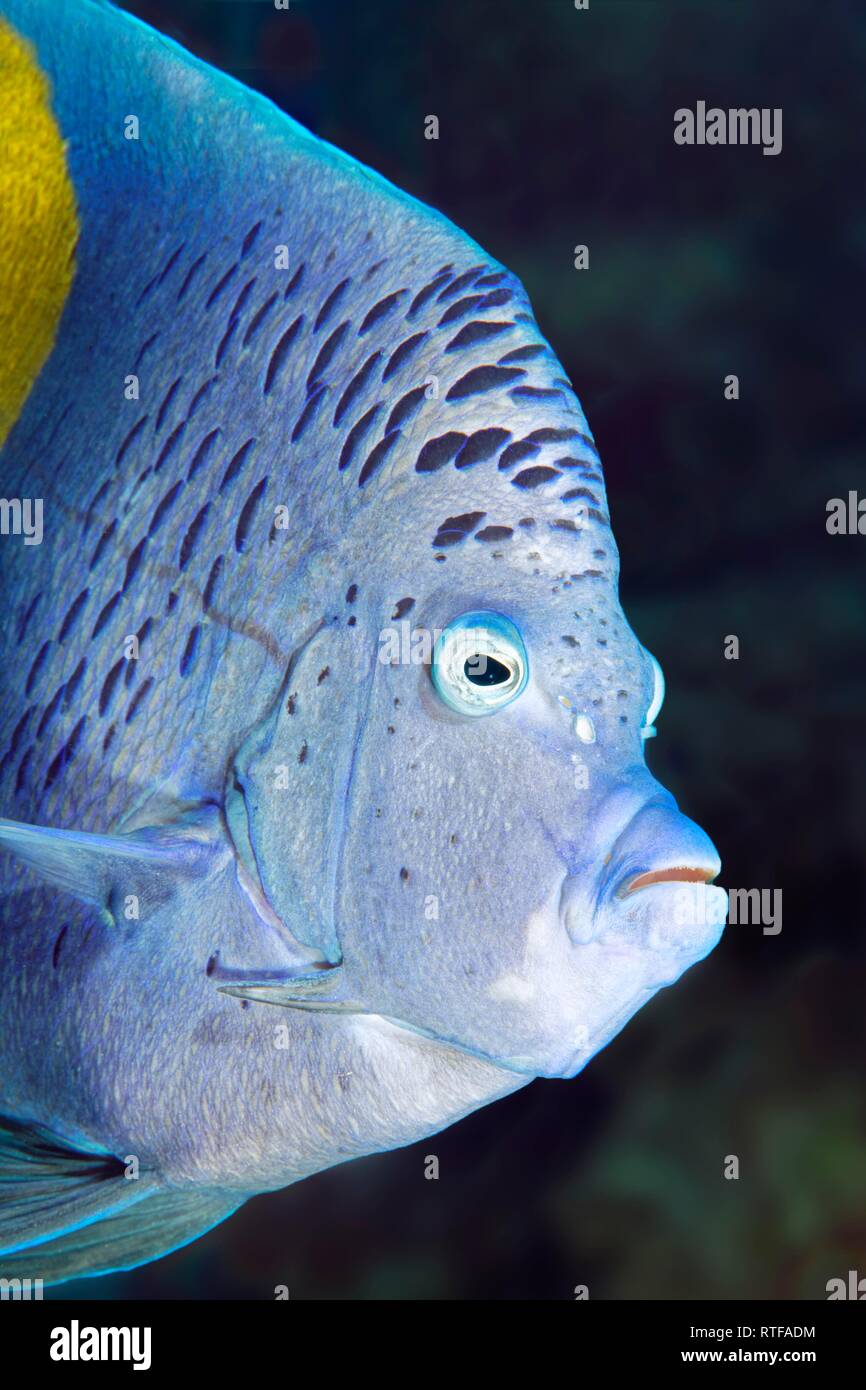 Angelfish Pomacanthus maculosus (demi-lune), animal portrait, Red Sea, Egypt Banque D'Images