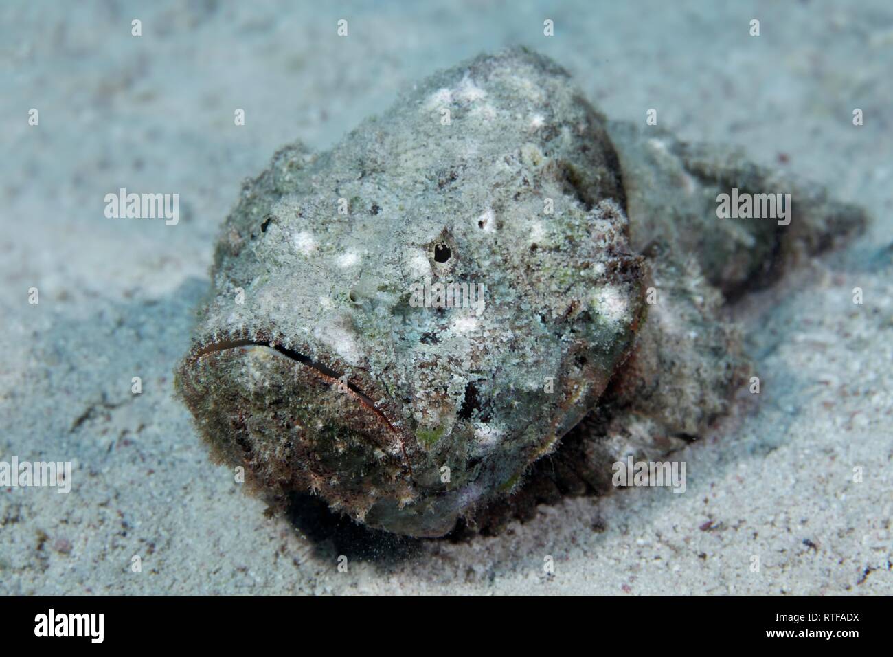 Faux poisson-pierre (Scorpaenopsis diabolus), se trouve sur le fond de sable, Mer Rouge, Egypte Banque D'Images