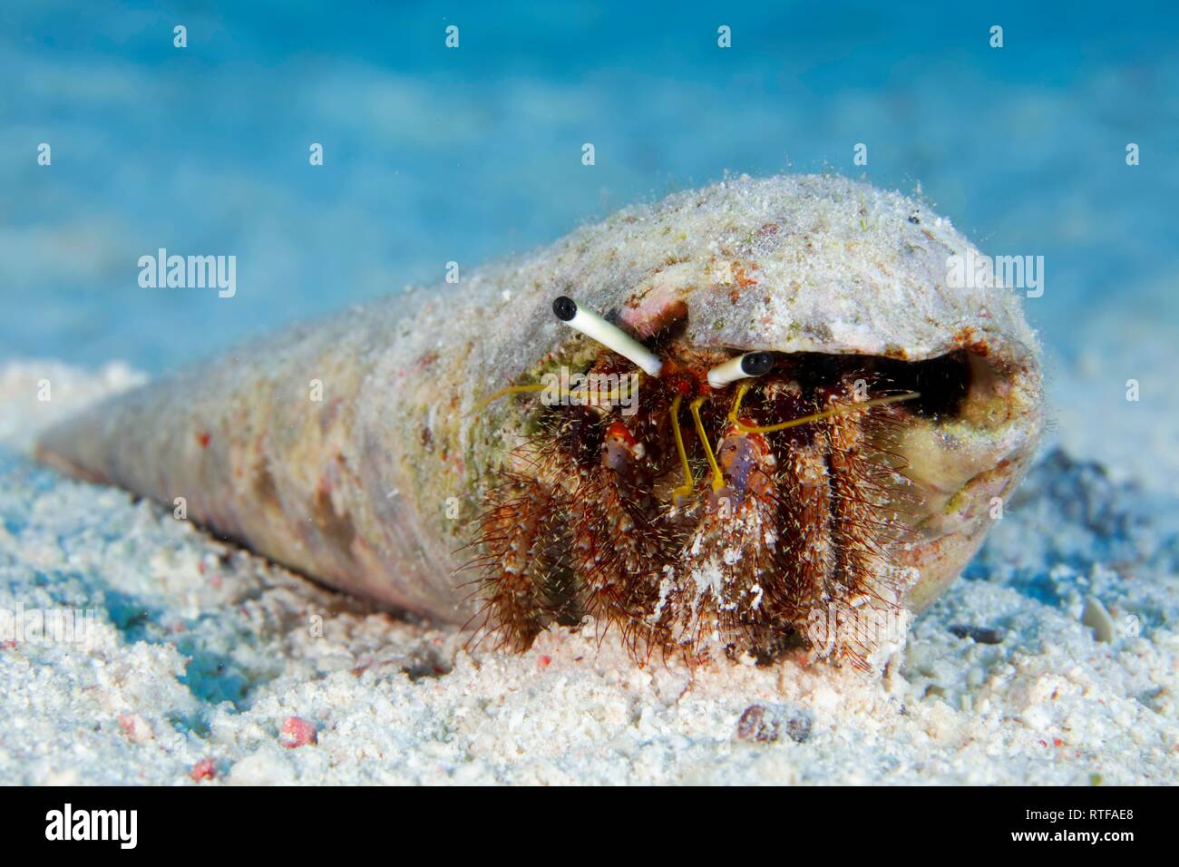L'ermite (Aniculus retipes) dans la coquille d'escargot sur fond de sable, Mer Rouge, Egypte Banque D'Images