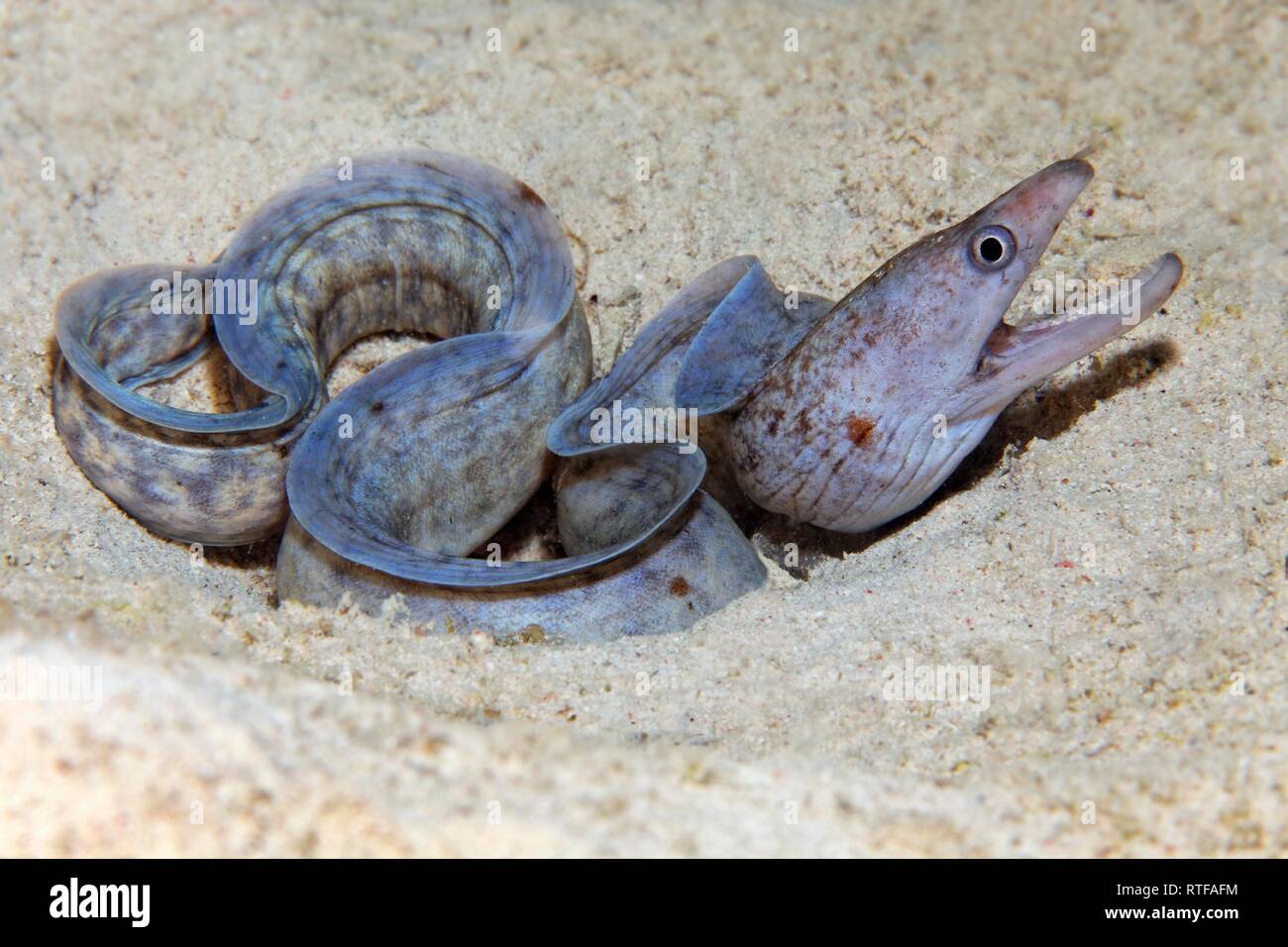 Prescription-fin (Gymnothorax zonipectis murène) se trouve dans le sable, Mer Rouge, Egypte Banque D'Images