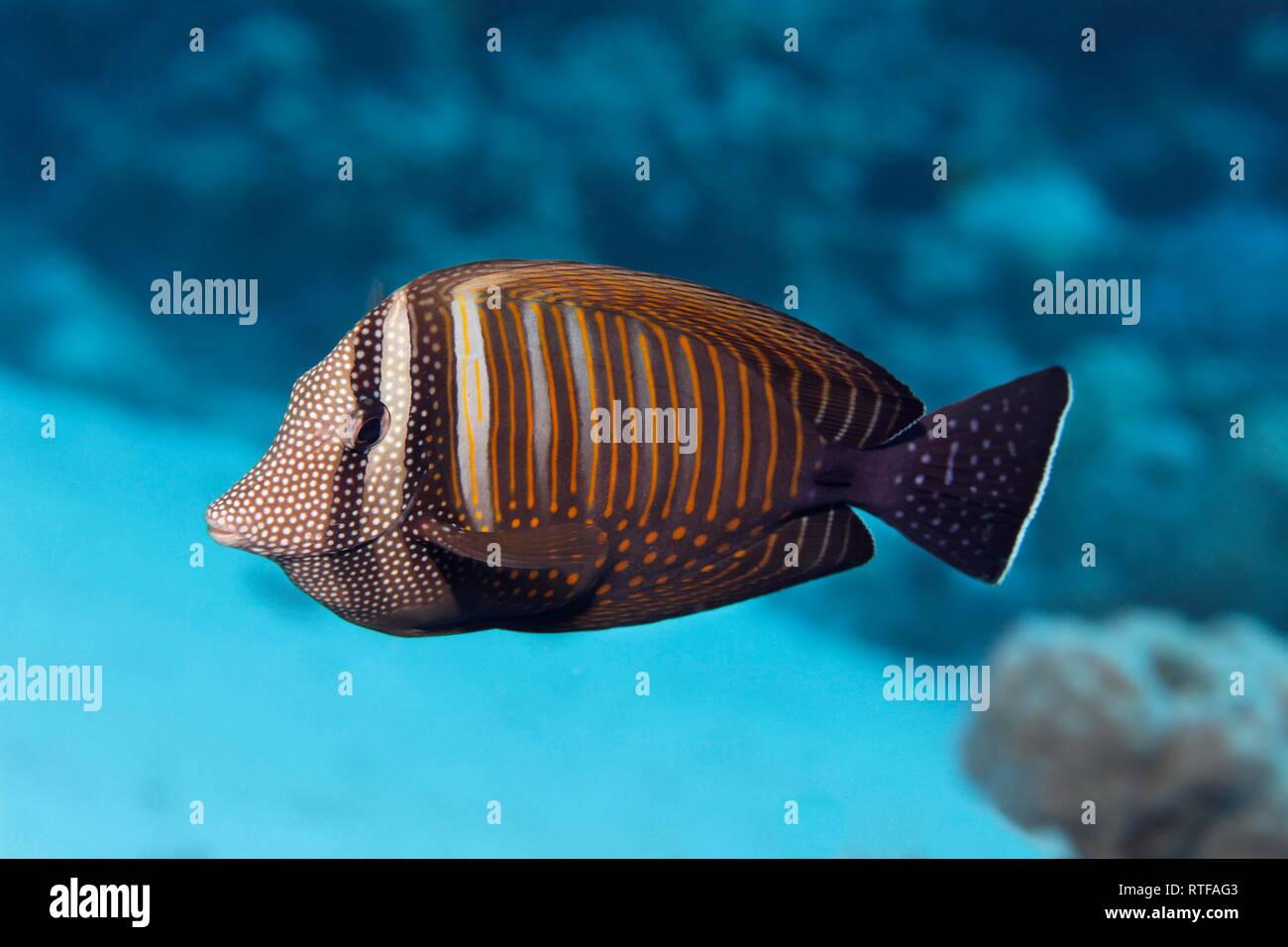 Desjardin's sailfin tang (Zebrasoma desjardinii) nage plus de coraux, Red Sea, Egypt Banque D'Images