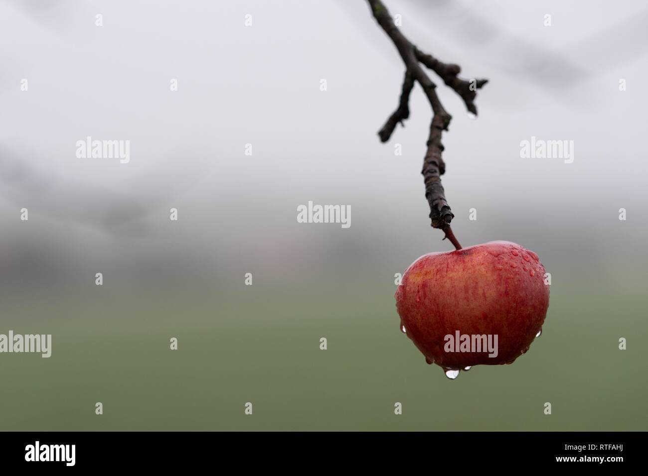 Pomme Rouge suspendu à une branche, Bade-Wurtemberg, Allemagne Banque D'Images