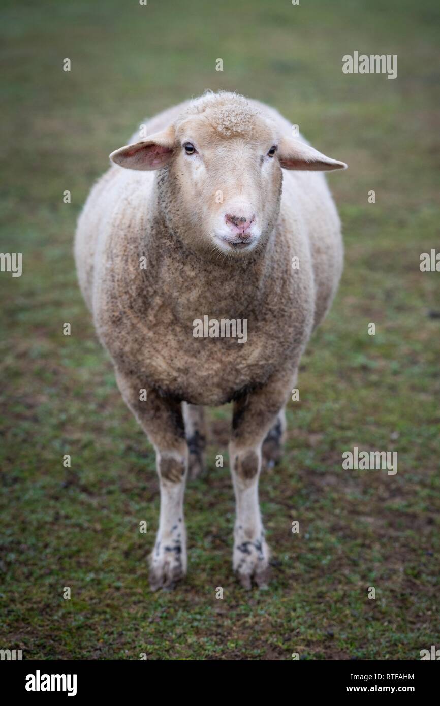 Le mouton domestique (Ovis orientalis bélier) dans un pré, Ascheberg, Hohenlohe, Bade-Wurtemberg, Allemagne Banque D'Images