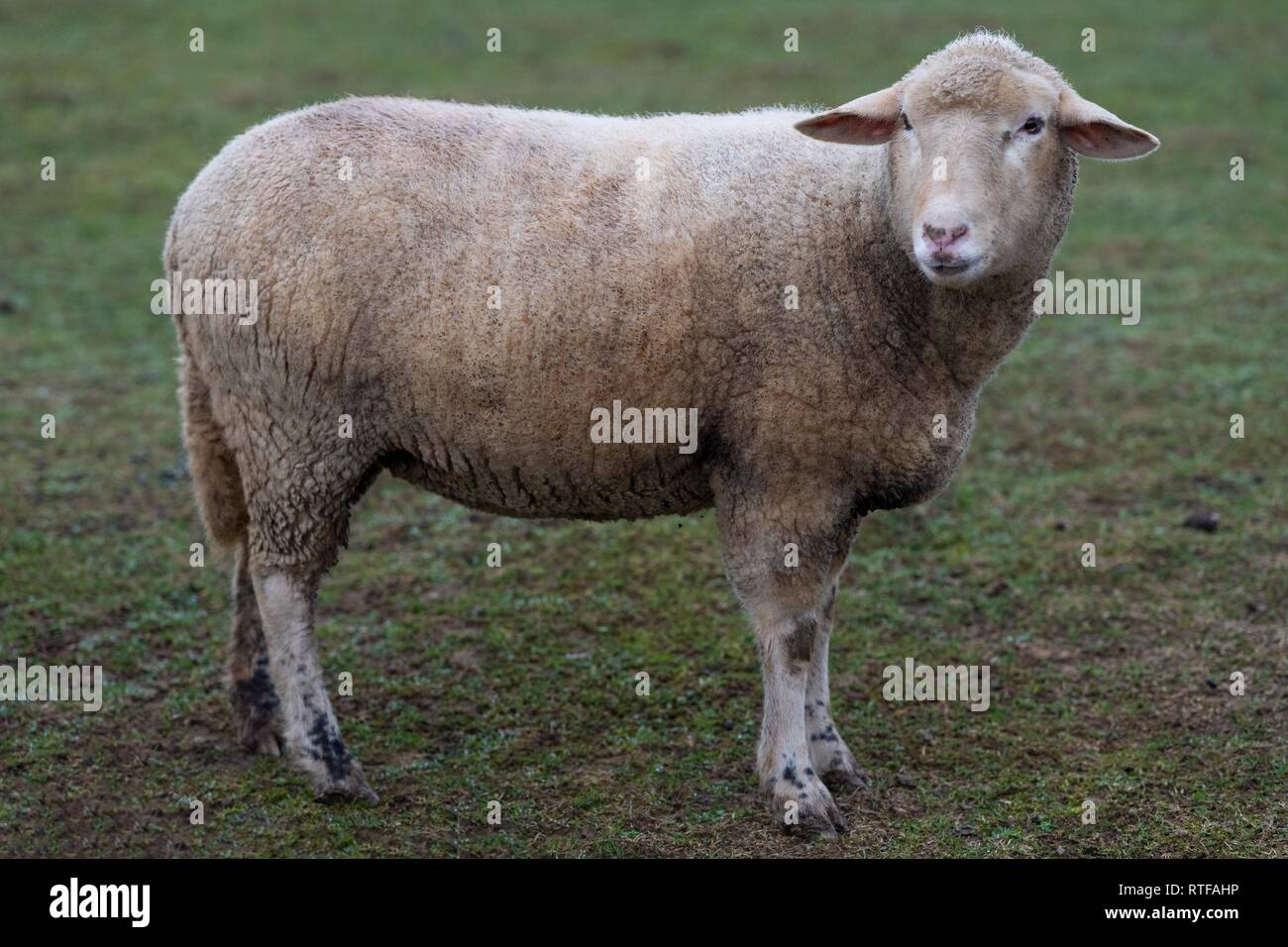 Le mouton domestique (Ovis orientalis bélier) dans un pré, Ascheberg, Hohenlohe, Bade-Wurtemberg, Allemagne Banque D'Images