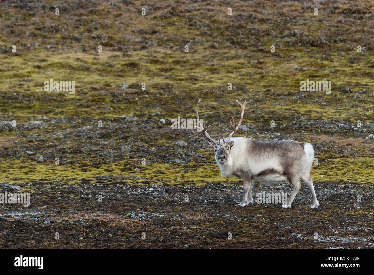 Renne du Svalbard (Rangifer tarandus platyrhynchus), Spitsbergen, Svalbard, Norvège Banque D'Images