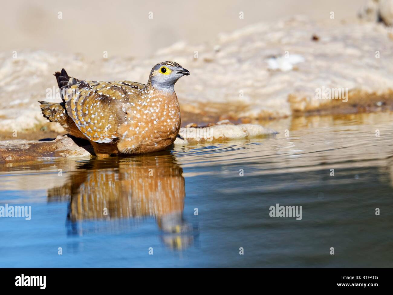 Ganga de Burchell (Pterocles burchelli) au Waterhole, Kgalagadi Transfrontier Park, Afrique du Sud Banque D'Images