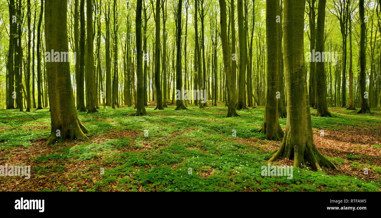 Hêtraie ensoleillée au printemps, frais, des bois anémone en fleur, le Parc National de Jasmund, île de Rügen Banque D'Images