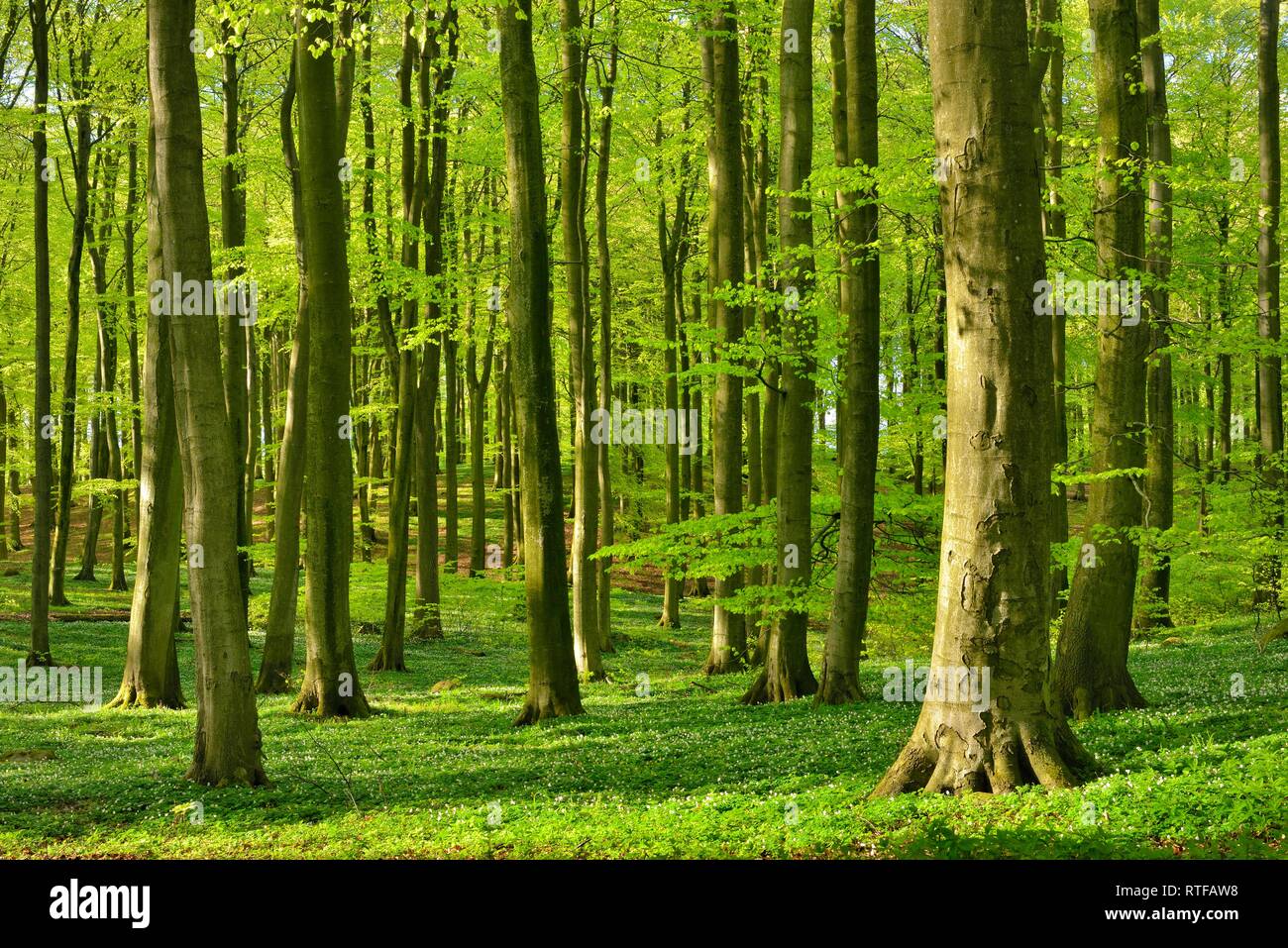 Hêtraie ensoleillée au printemps, frais, des bois anémone en fleur, le Parc National de Jasmund, île de Rügen Banque D'Images