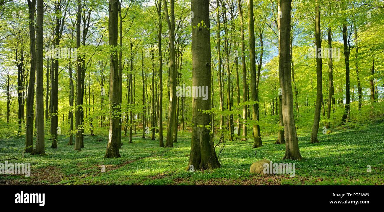 Hêtraie ensoleillée au printemps, frais, des bois anémone en fleur, le Parc National de Jasmund, île de Rügen Banque D'Images