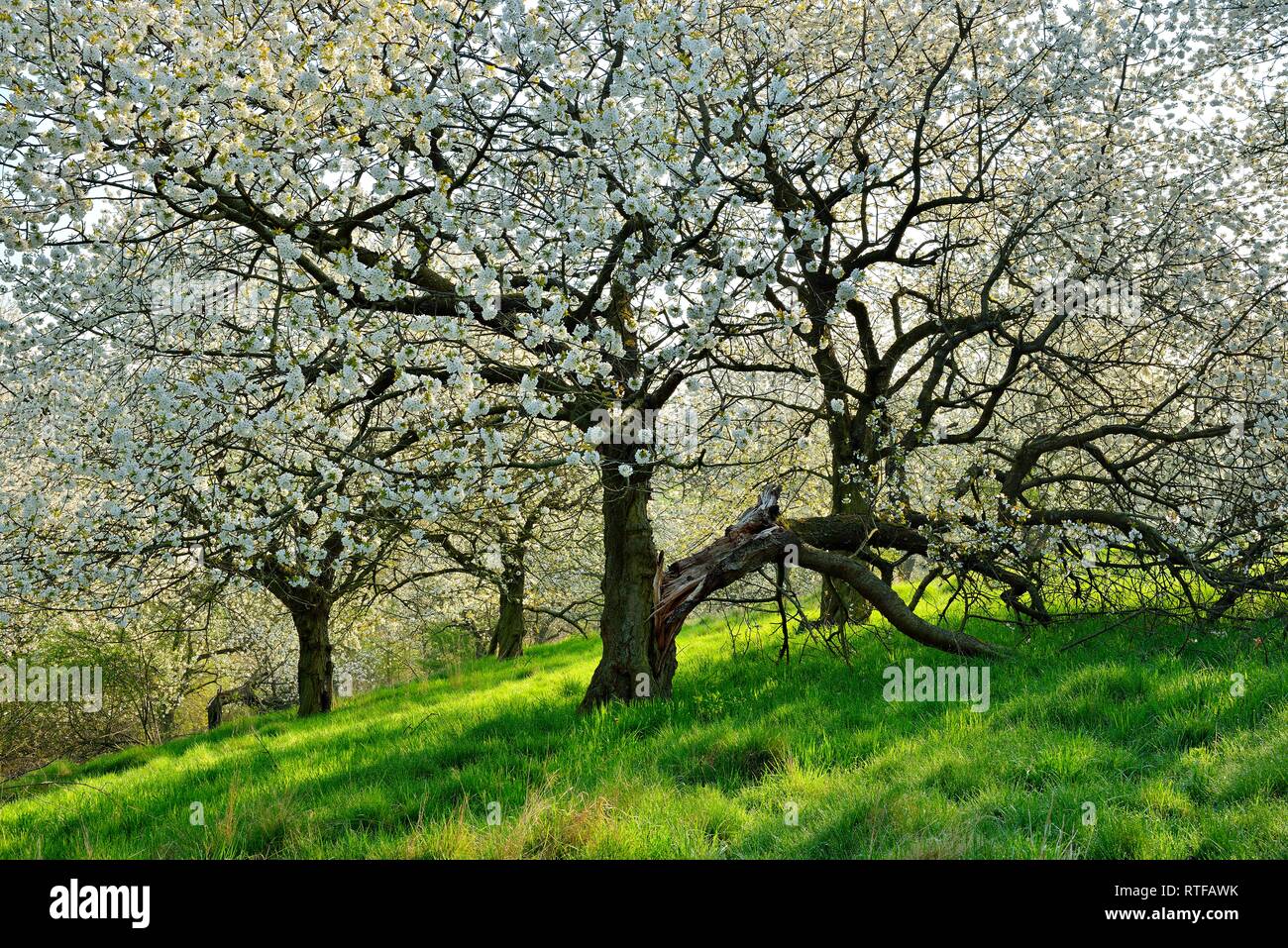 Wild orchard prairie au printemps, la floraison des cerisiers (Prunus), Burgenlandkreis, Saxe-Anhalt, Allemagne Banque D'Images
