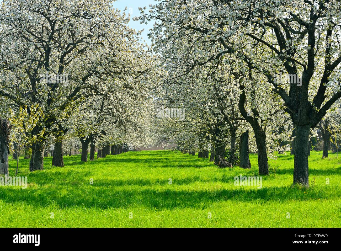 Verger de printemps, la floraison des cerisiers (Prunus), Burgenland, district de Saxe-Anhalt, Allemagne Banque D'Images