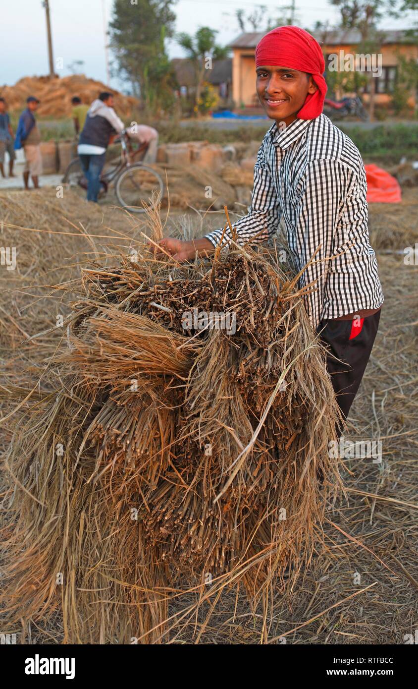 Homme, 20 ans, avec des bottes de paille de riz, parc national de Chitwan, Népal, plaines du Terai Banque D'Images
