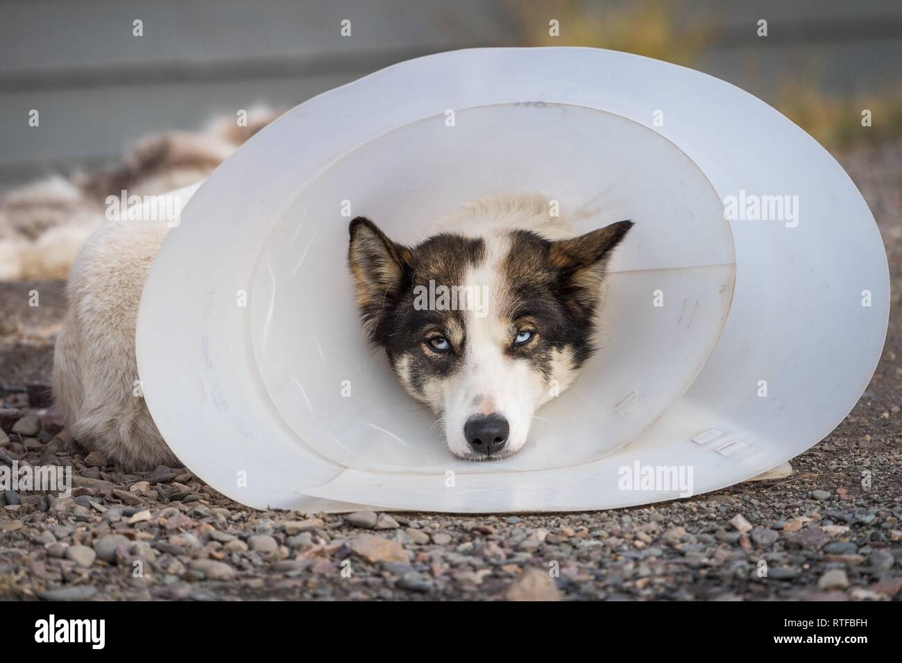 Husky avec cou ruff comme protection contre les rayures, Longyearbyen, Spitsberg, île de l'archipel du Spitzberg, Svalbard et Jan Mayen Banque D'Images