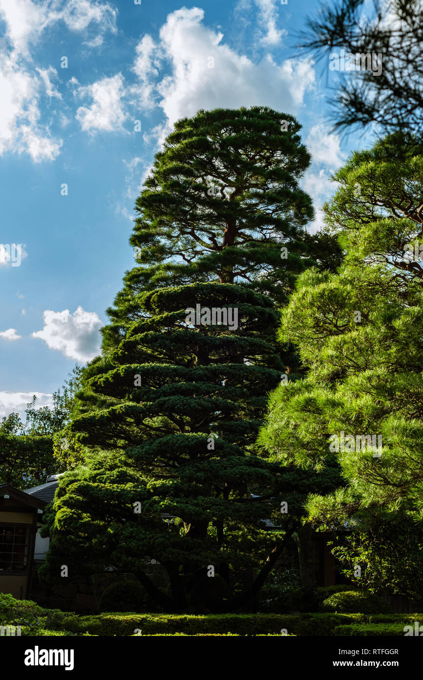 Gros pin au Japon Banque D'Images
