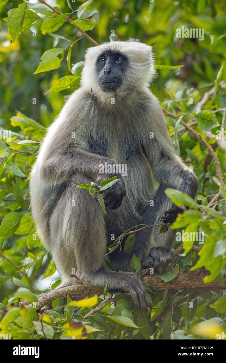 Hanuman ou gris ou gris, communs ou animaux singe Langur (Semnopithecus animaux singe). Femme Adult​ entre quête de feuillage. Le nord de l'Inde. Banque D'Images