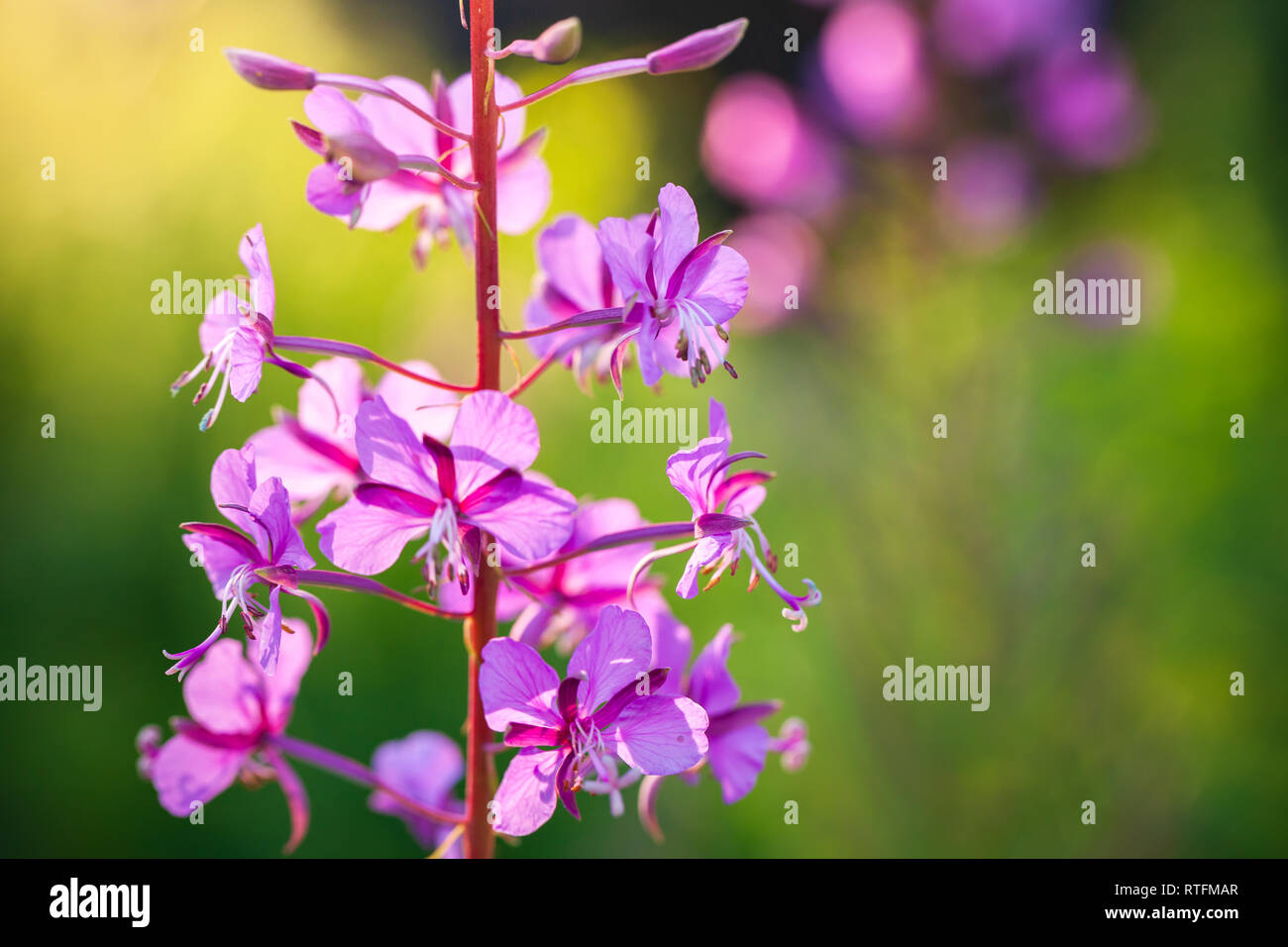 Fleurs lumineuses dans la lumière solaire à un jour d'été. Chamaenerion la photo en gros plan avec selective focus Banque D'Images