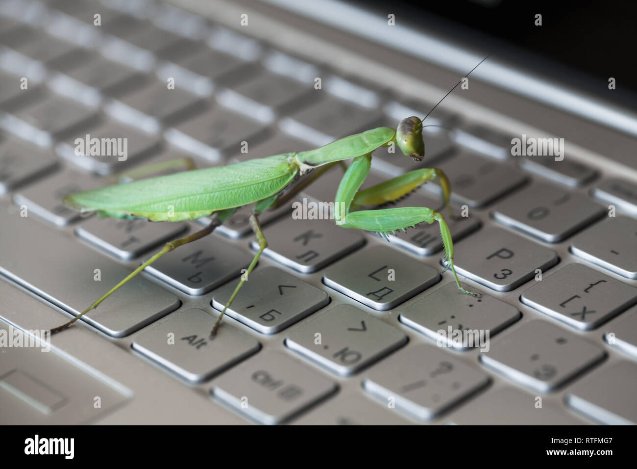 Métaphore, mantis bug logiciel marche sur un clavier d'ordinateur portable avec l'anglais et lettres de Russie Banque D'Images