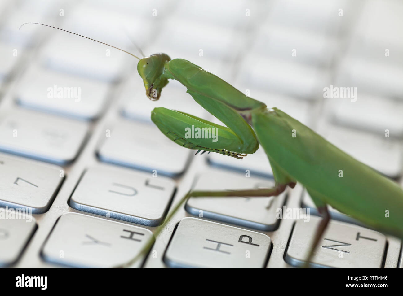 Métaphore, mantis bug logiciel marche sur un clavier d'ordinateur portable Banque D'Images
