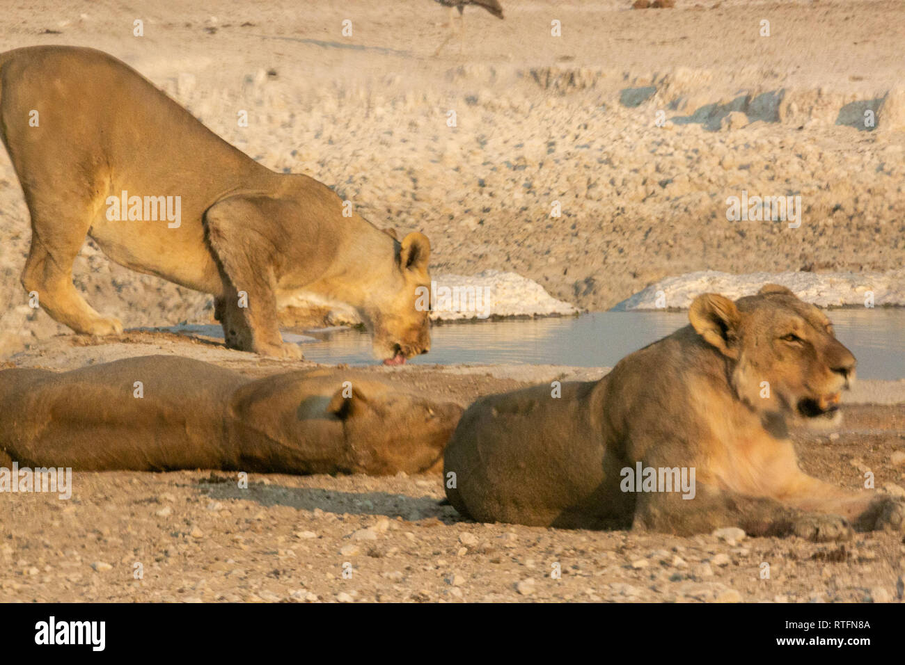 Trois femmes d'eau potable l'un des lions matin Afrique Namibie Etosha National Park Banque D'Images