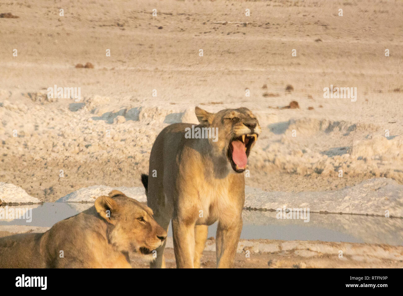 Deux femmes l'un des lions baillant bouche ouverte avant et côté abreuvoir profil d'Etosha Namibie Banque D'Images