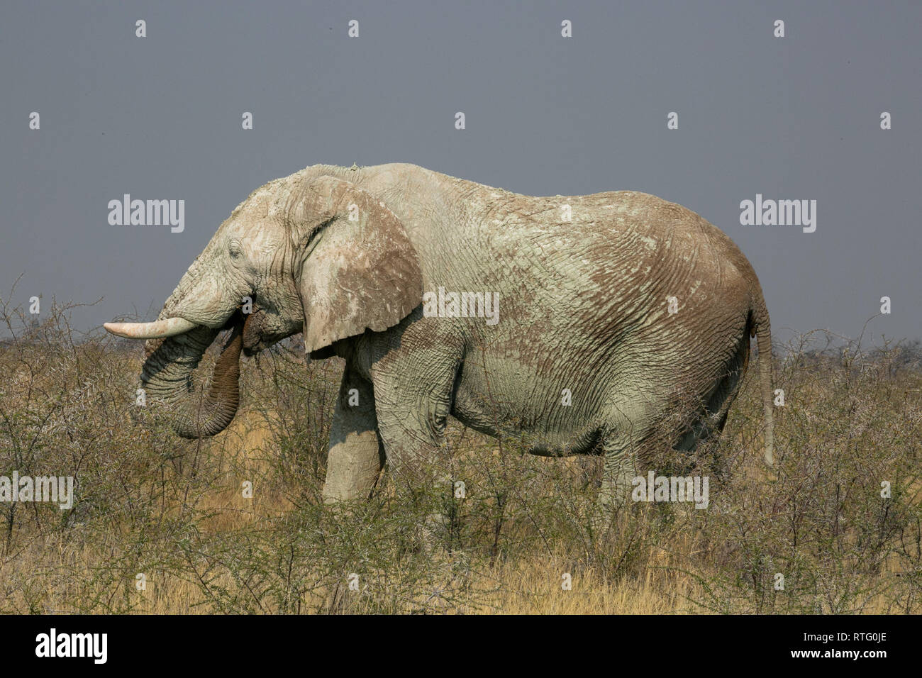 Vert gris éléphant africain portrait de manger avec tronc en bouche l'herbe haute à l'arrière-plan gris et le Parc National d'Etosha en Namibie Banque D'Images