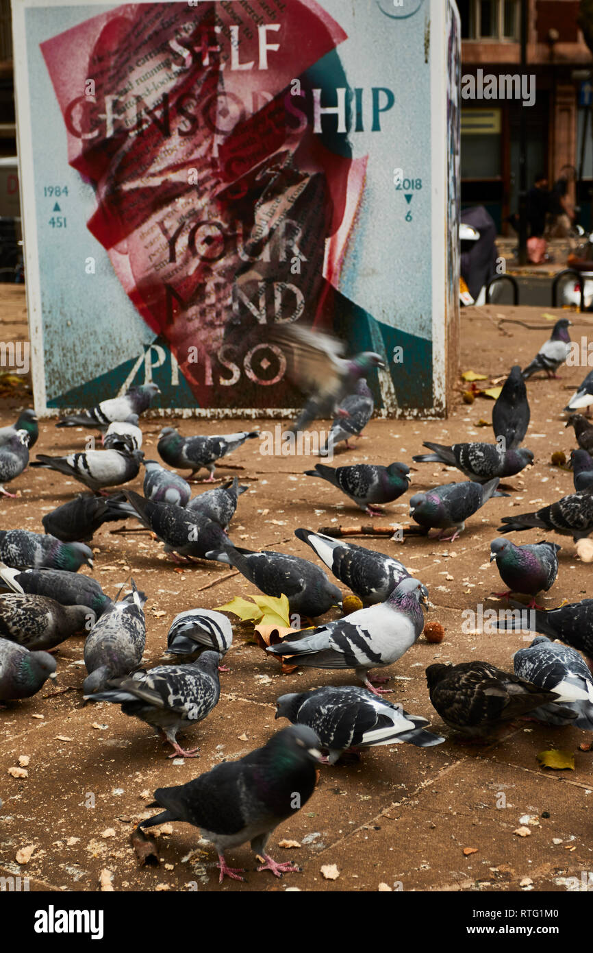 Les pigeons scrabbling plus jetés dans les restes d'un parc urbain, Londres, Angleterre, Royaume-Uni, Europe Banque D'Images