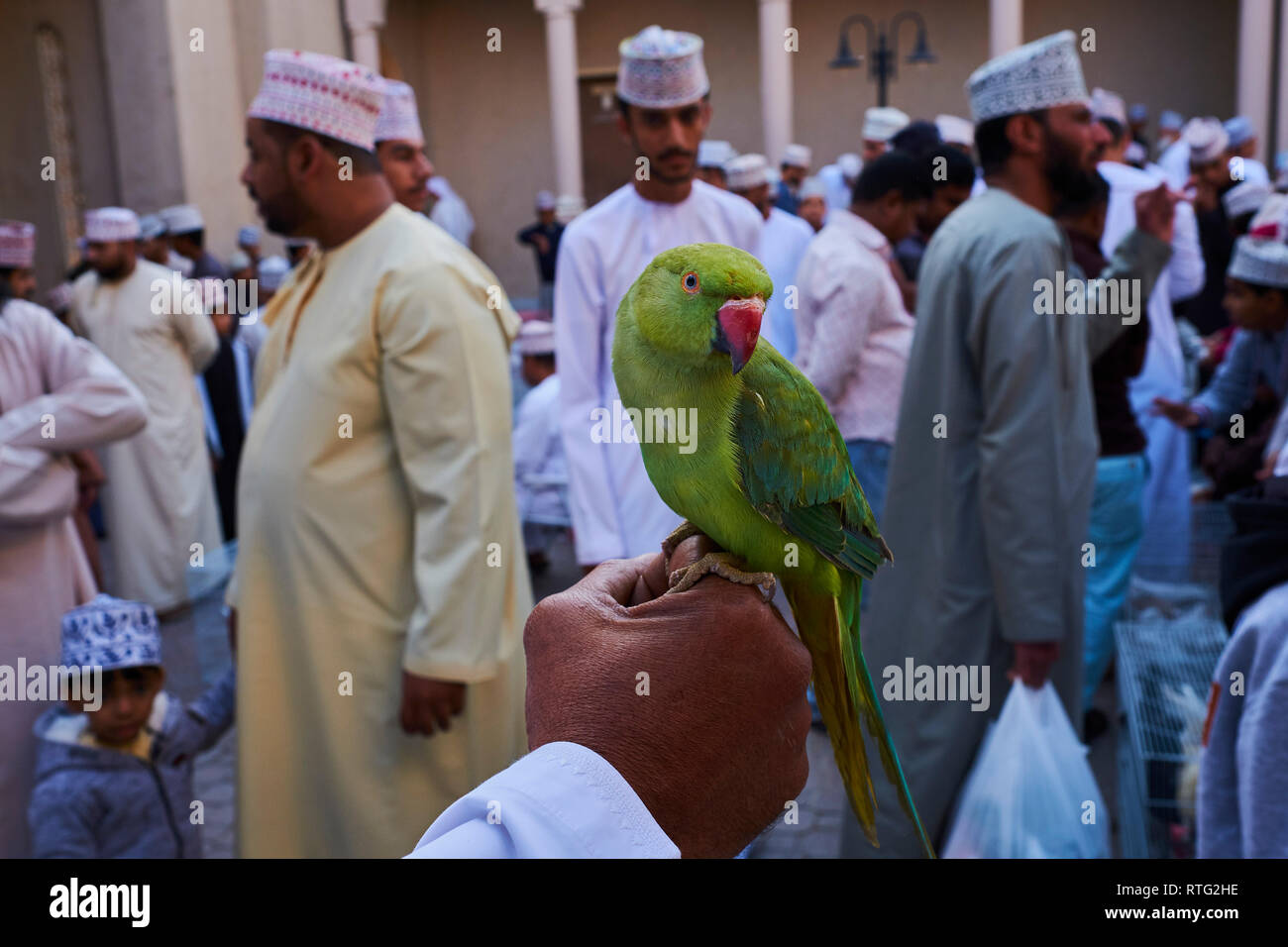 Sultanat d'Oman, Ad-Dakhiliyah Région, Nizwa, vendredi marché de bétail, perruche Banque D'Images