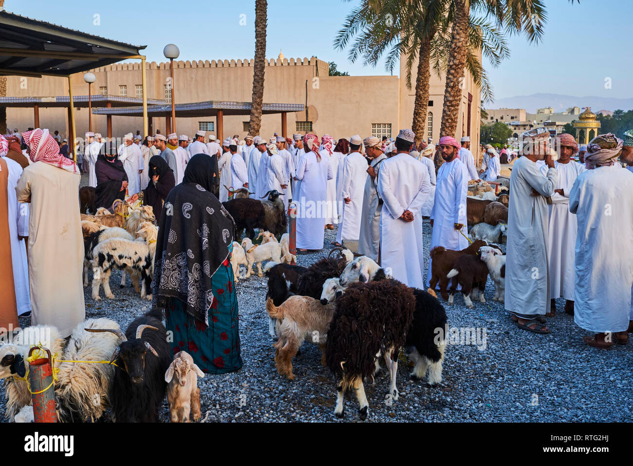 Sultanat d'Oman, Ad-Dakhiliyah Région, Nizwa, vendredi marché de bétail Banque D'Images