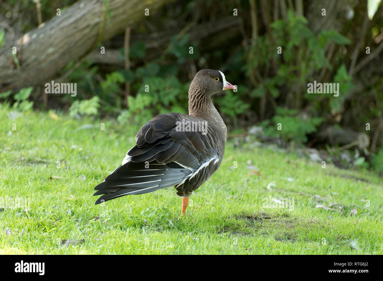 L'Oie pygmée se tient sur une jambe dans un pré aux ailes déployées Photo Stock Alamy