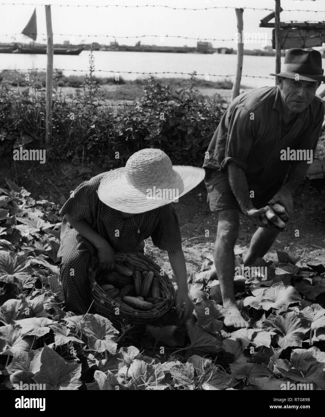 La récolte des concombres, Chioggia, Veneto, Italie 1955 Banque D'Images