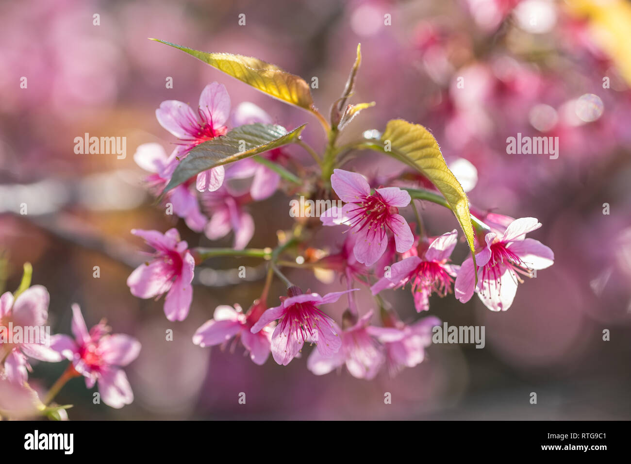 Fleur de cerisier sakura rose close-up Banque D'Images