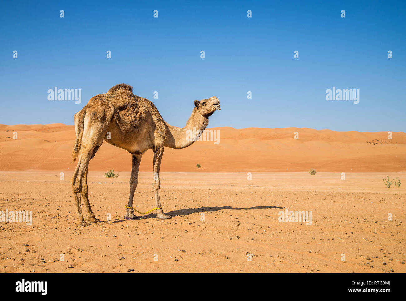 Sharqiya Sands en chameau, Oman Banque D'Images