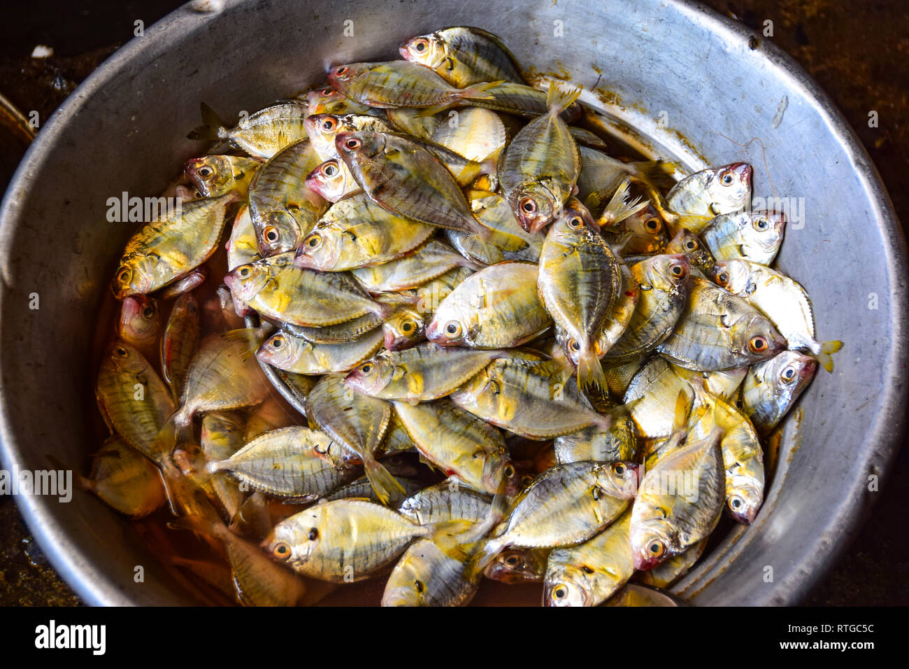 Bol de poissons, le marché aux poissons, le marché Goubert, Pondichéry, Pondichéry, Tamil Nadu, Inde Banque D'Images