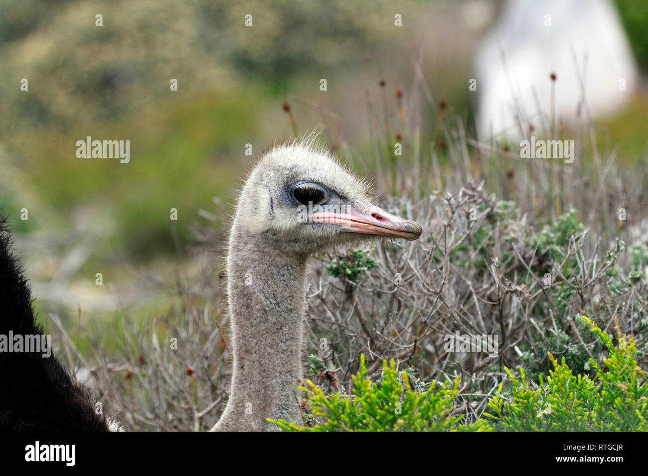 Autruche d'Afrique du Sud (Struthio camelus australis) dans le Cap de Bonne Espérance, La Réserve naturelle de Cape Town, Afrique du Sud. Banque D'Images