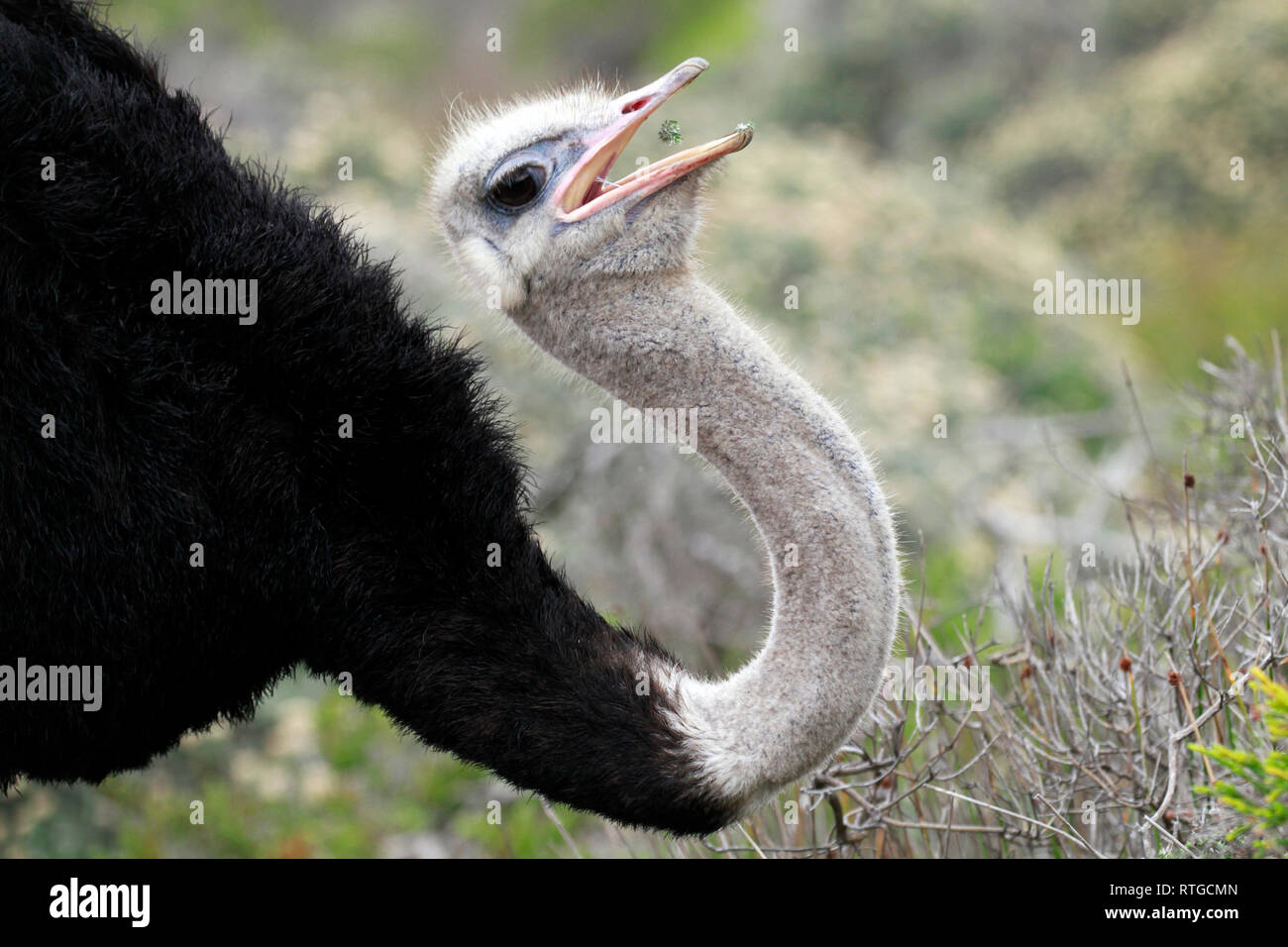 Autruche d'Afrique du Sud (Struthio camelus australis) avaler gousse dans le Cap de Bonne Espérance, La Réserve naturelle de Cape Town, Afrique du Sud. Banque D'Images