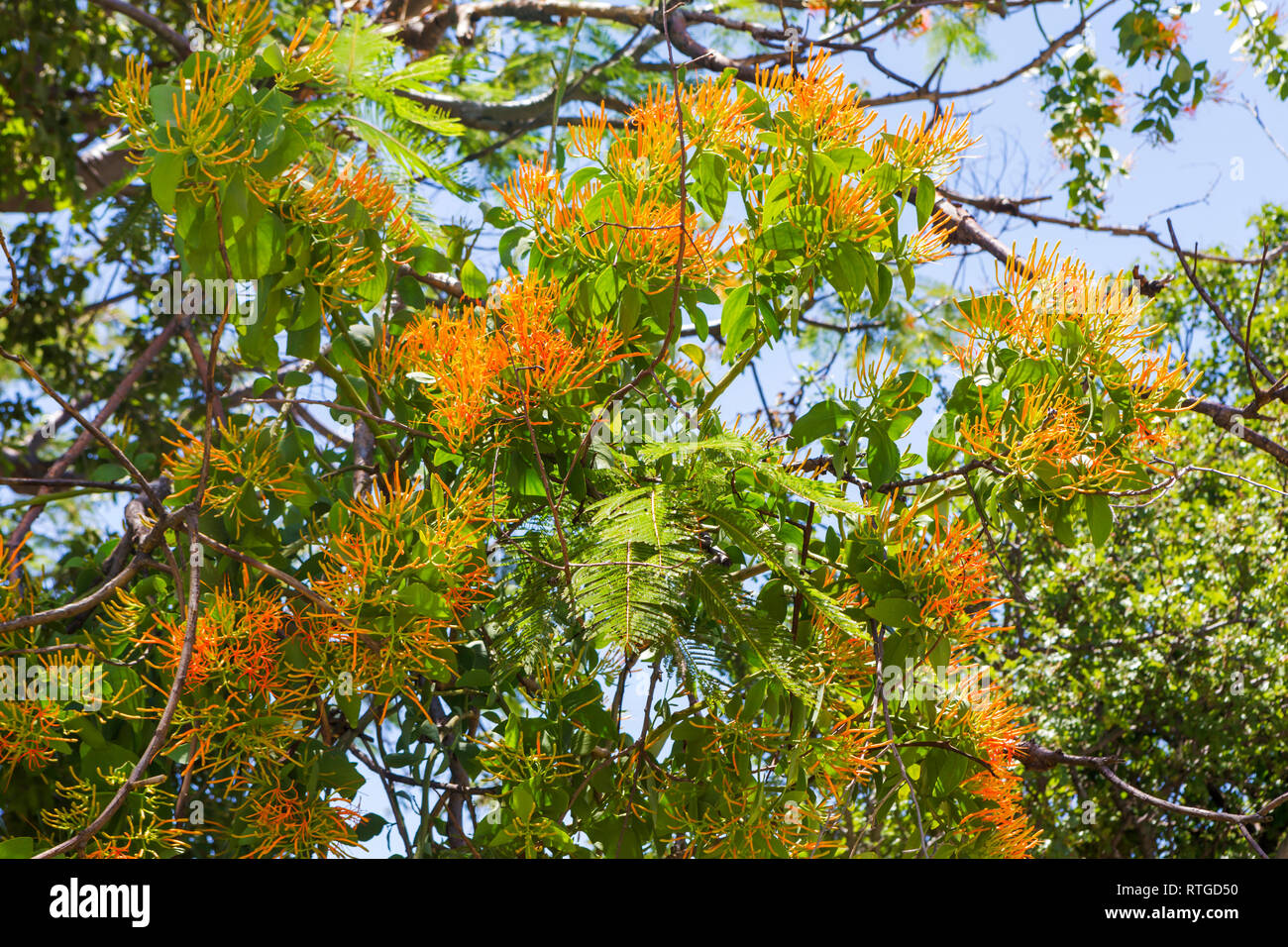 Ruines de Xochicalco, État de Morelos, Mexique Banque D'Images