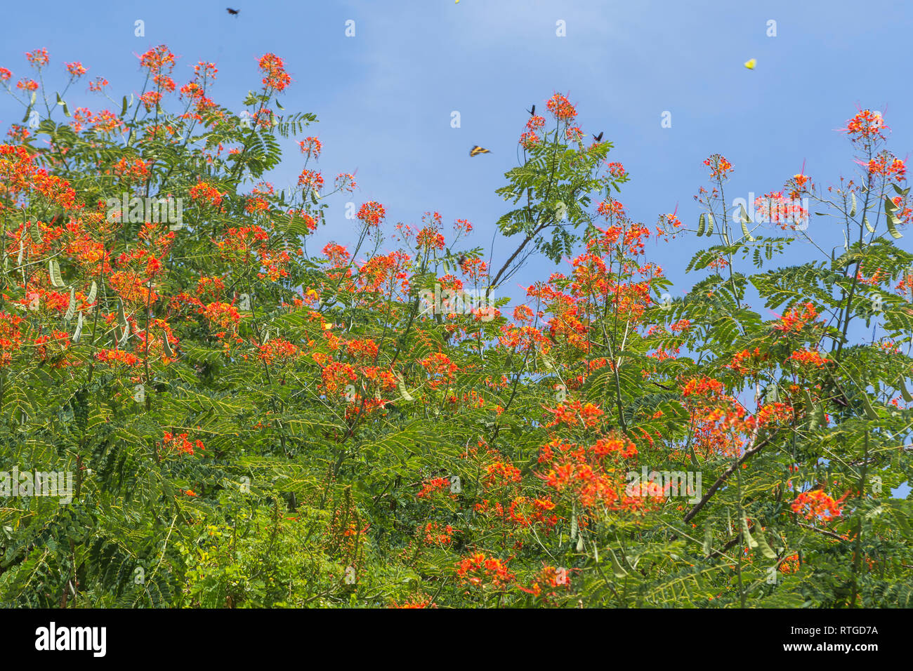 Ruines de Xochicalco, État de Morelos, Mexique Banque D'Images