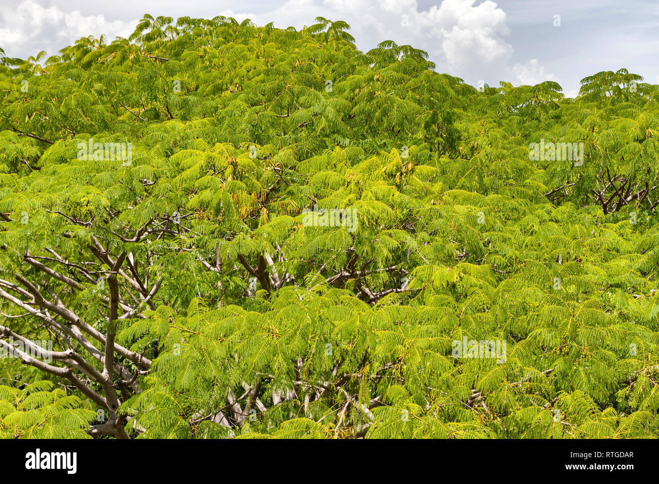 Ruines de Xochicalco, État de Morelos, Mexique Banque D'Images