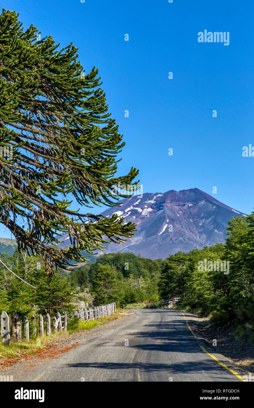Forêt d'Araucaria, Réserve nationale du Malalcahuello-Nalcas, région d'Araucania, Chili Banque D'Images