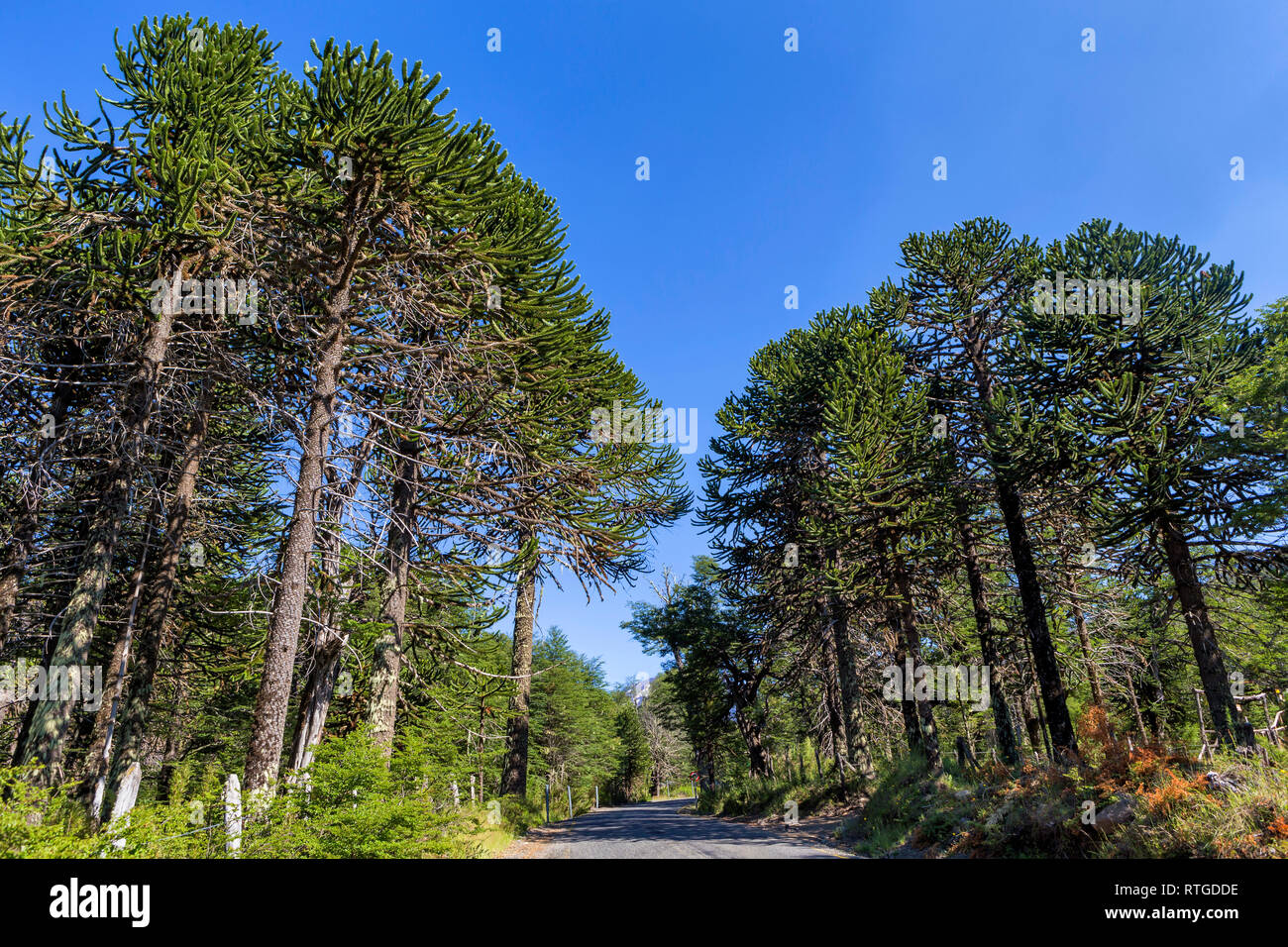Forêt d'Araucaria, Réserve nationale du Malalcahuello-Nalcas, région d'Araucania, Chili Banque D'Images