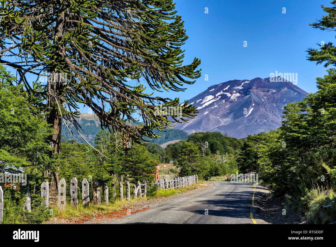 Forêt d'Araucaria, Réserve nationale du Malalcahuello-Nalcas, région d'Araucania, Chili Banque D'Images