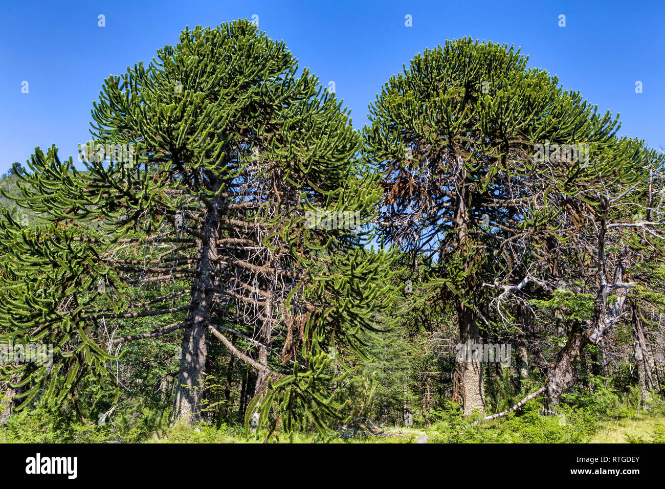 Forêt d'Araucaria, Réserve nationale du Malalcahuello-Nalcas, région d'Araucania, Chili Banque D'Images