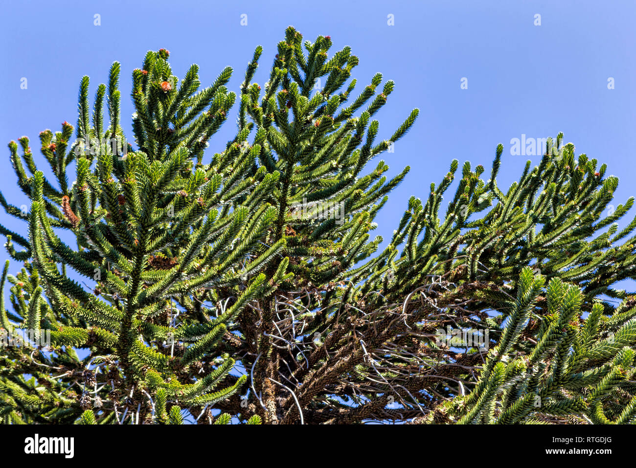 Forêt d'Araucaria, Réserve nationale du Malalcahuello-Nalcas, région d'Araucania, Chili Banque D'Images