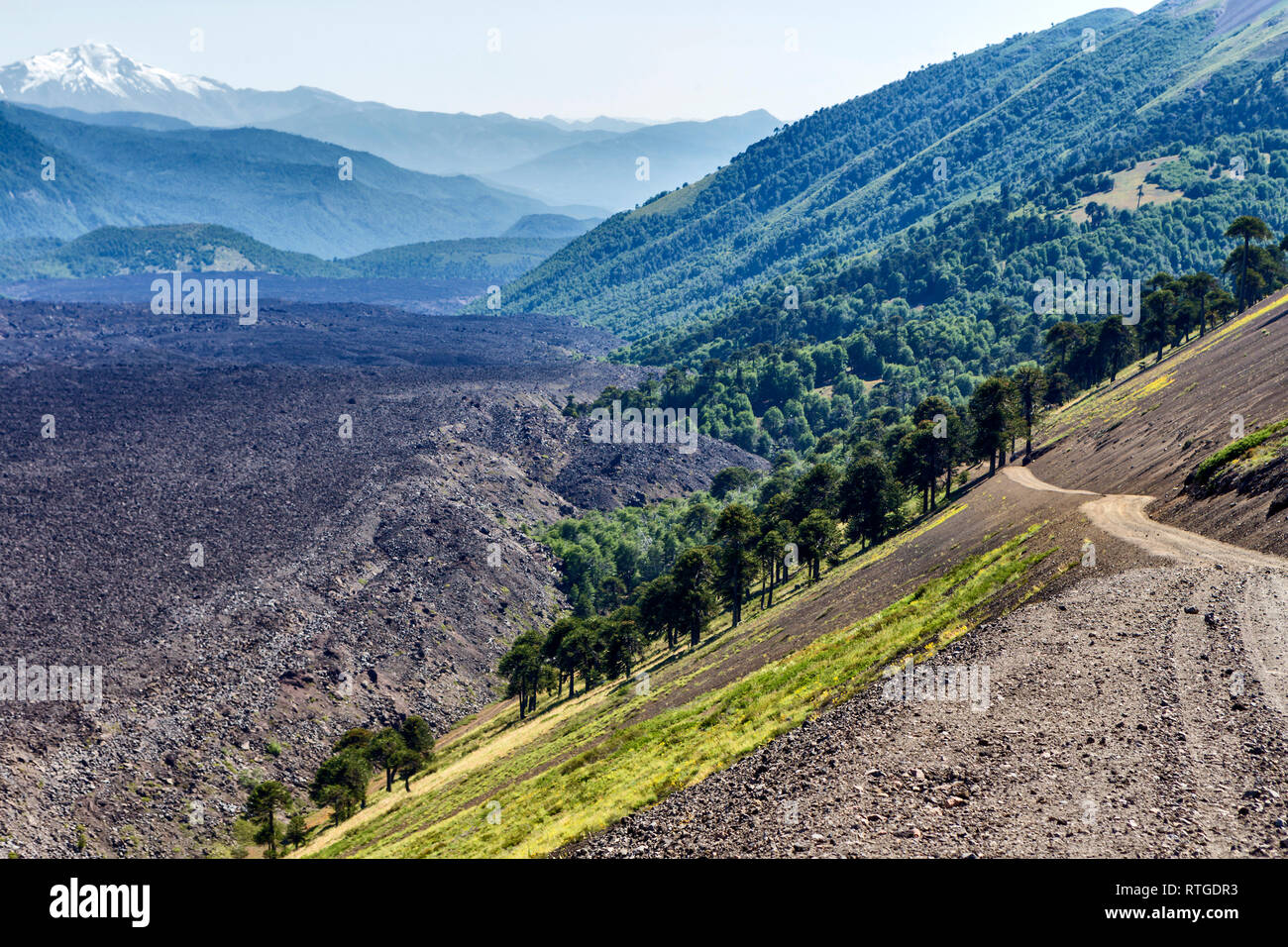 Volcan Lonquimay, Réserve nationale du Malalcahuello-Nalcas, région d'Araucania, Chili Banque D'Images