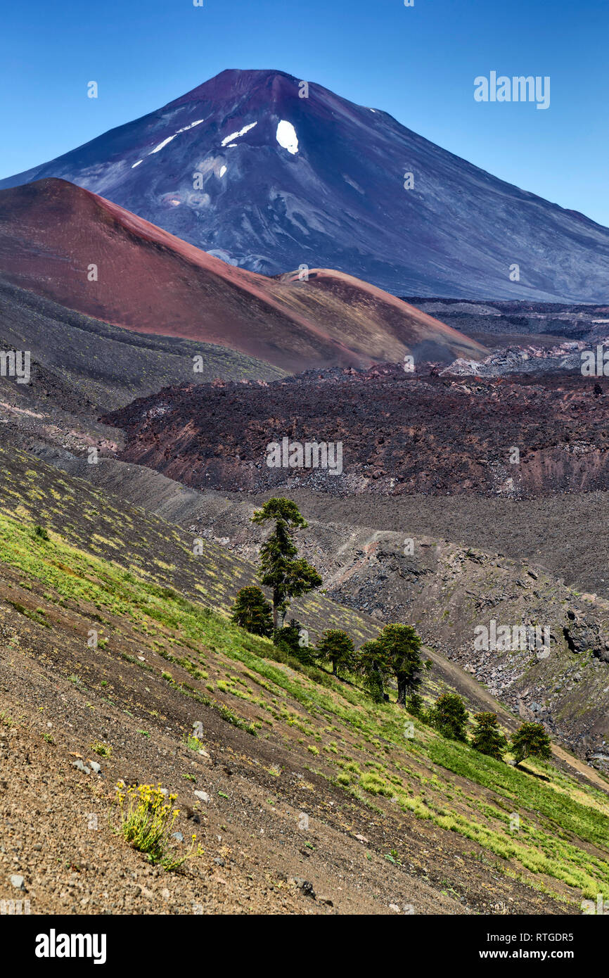 Volcan Lonquimay, Réserve nationale du Malalcahuello-Nalcas, région d'Araucania, Chili Banque D'Images