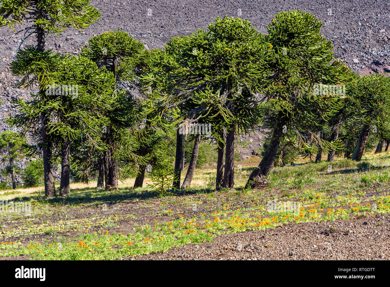 Forêt d'Araucaria, Réserve nationale du Malalcahuello-Nalcas, région d'Araucania, Chili Banque D'Images